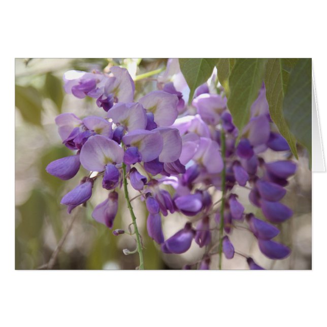 Wisteria Hälsningskort (Framsidan Horizontal)