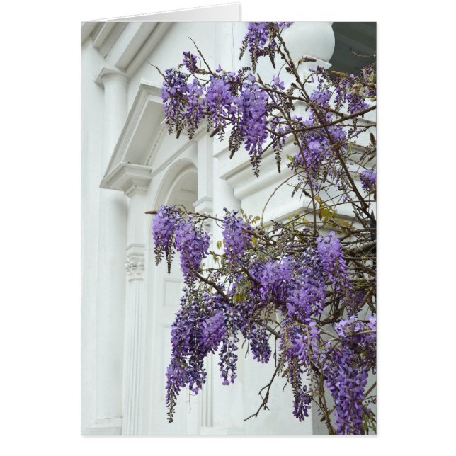 Wisteria, Historic Charleston South Carolina Hälsningskort (Framsidan)