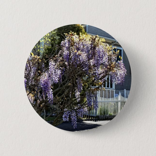 Wisteria i Bloom Knapp (Framsida)