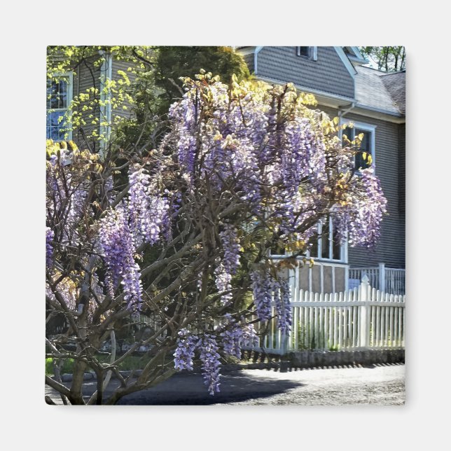 Wisteria i Bloom Magnet (Framsidan)