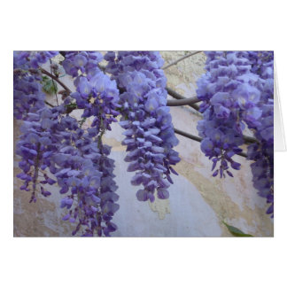 Wisteria i Provence OBS Kort