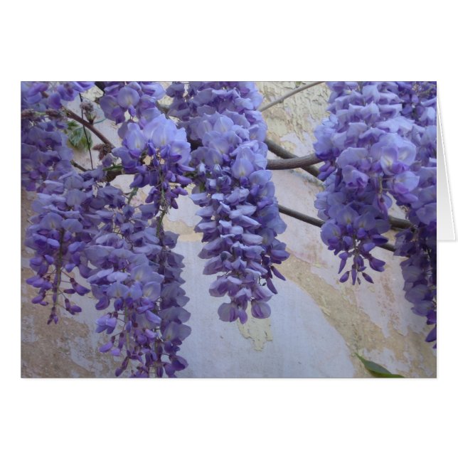Wisteria i Provence OBS Kort (Framsidan Horizontal)