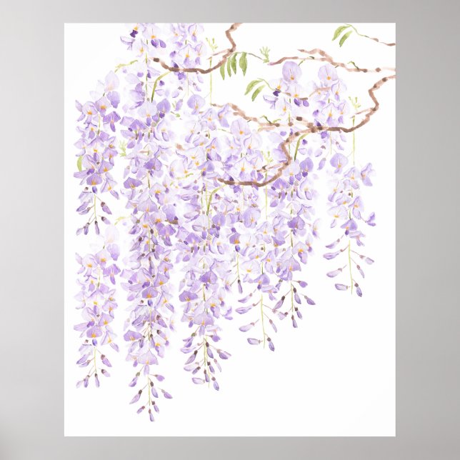 Wisteria in bloom 2023 poster (Framsidan)