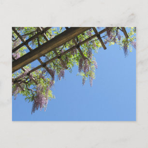 Wisteria: Japan Vykort