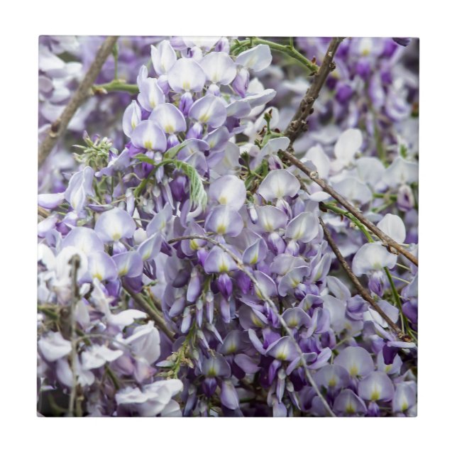 Wisteria Kakelplatta (Framsidan)