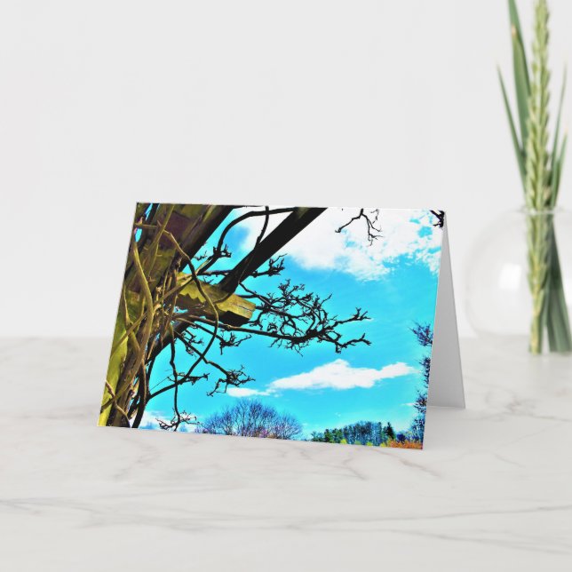 Wisteria, kort (Framsida)