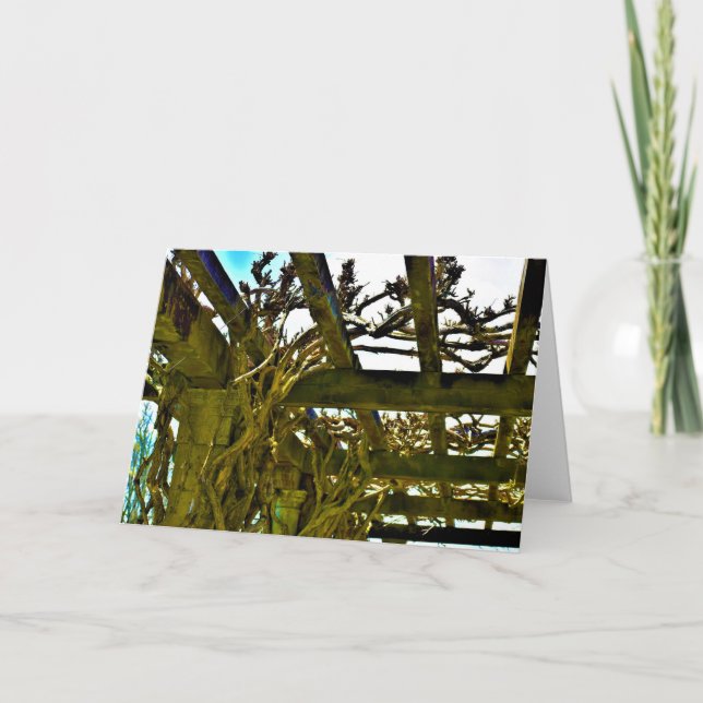 Wisteria, kort (Framsida)