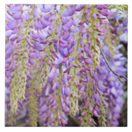 Wisteria Lila blommor Fransk Blommigt Petals Kakelplatta