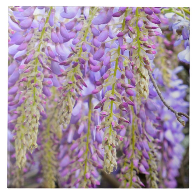 Wisteria Lila blommor Fransk Blommigt Petals Kakelplatta (Framsidan)