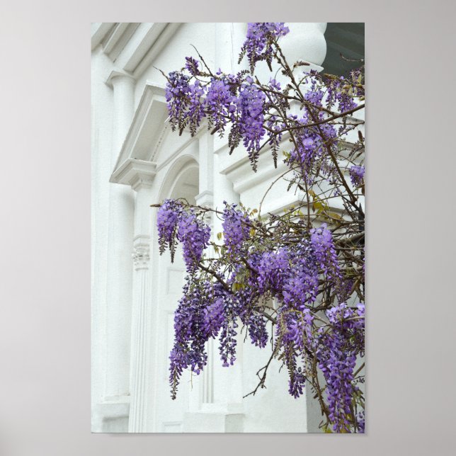 Wisteria, Old Church, Charleston, South Carolina Poster (Framsidan)