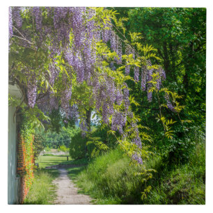 Wisteria på en keramisk bricka i land kakelplatta