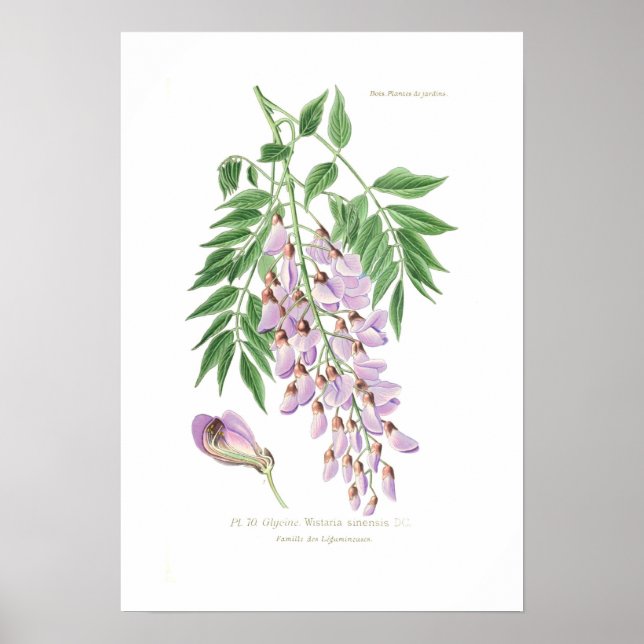 Wisteria Poster (Framsidan)