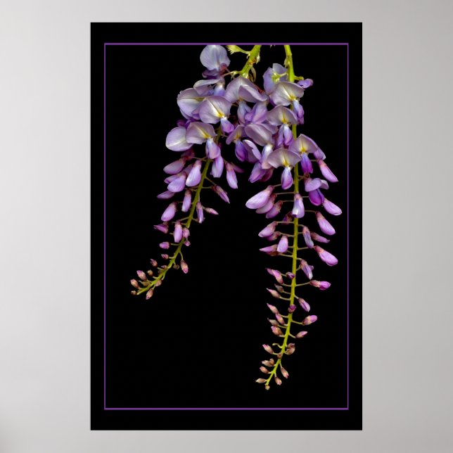Wisteria Poster (Framsidan)