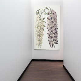 Wisteria Sinensis Botanical Art Isolated on White Canvastryck