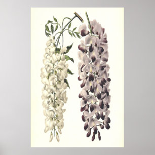 Wisteria Sinensis Botanical Art Isolated on White Poster