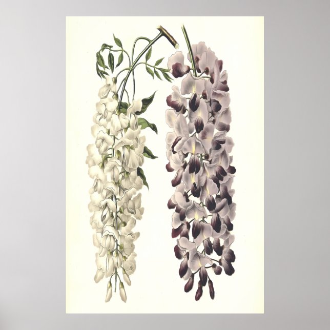 Wisteria Sinensis Botanical Art Isolated on White Poster (Framsidan)