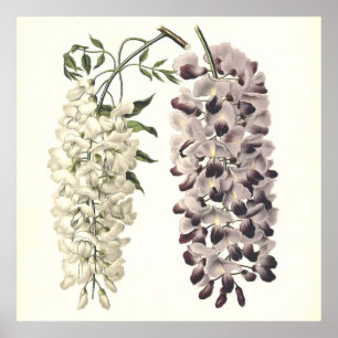 Wisteria Sinensis Botanical Art Isolated on White Poster