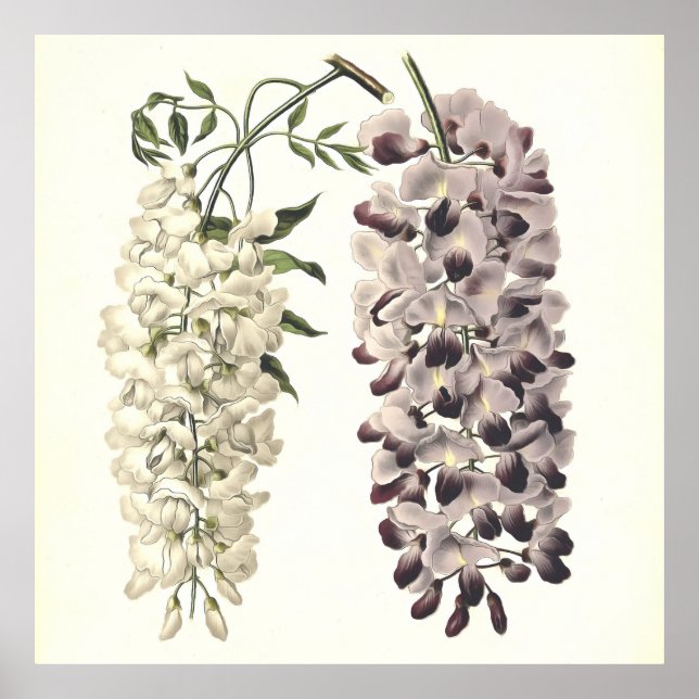 Wisteria Sinensis Botanical Art Isolated on White Poster (Framsidan)