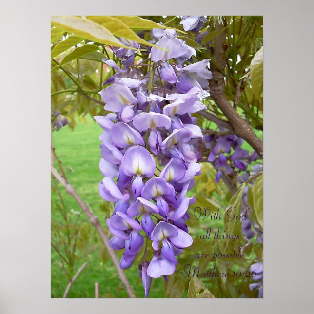 "Wisteria".. Skriptutskrift Poster (Framsidan)