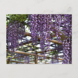 Wisteria Trellis: Kameido Tenjin, Tokyo Vykort