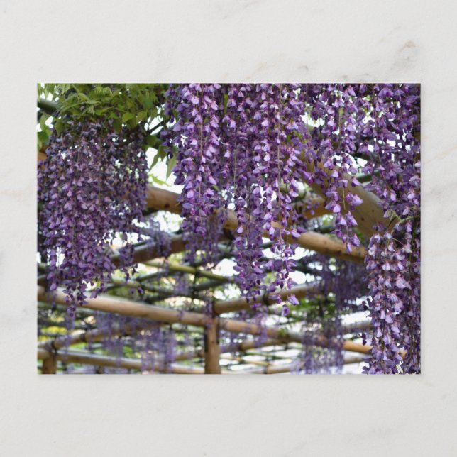 Wisteria Trellis: Kameido Tenjin, Tokyo Vykort (Framsida)