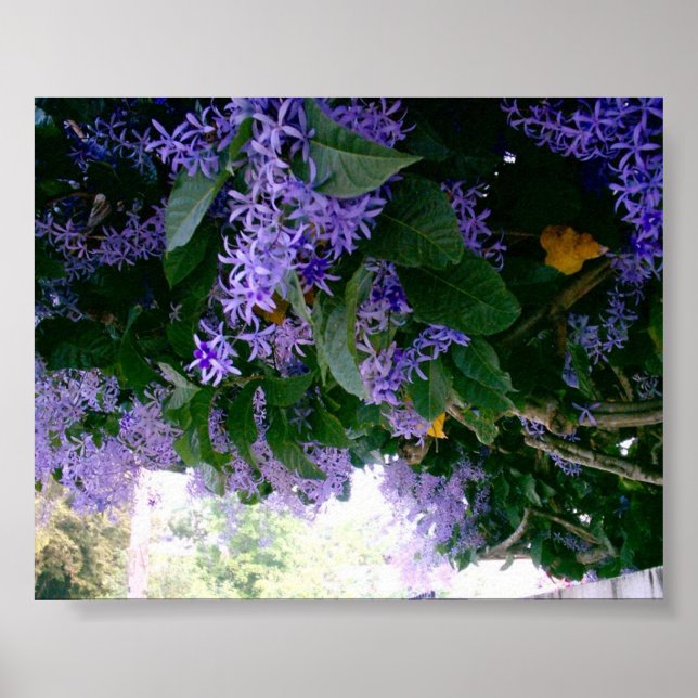 Wisteria-tunneln i Panama Poster (Framsidan)