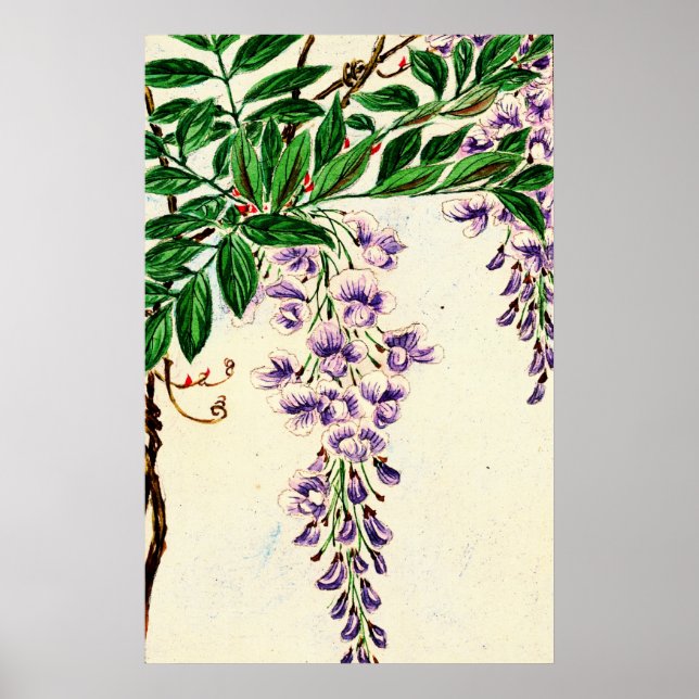 Wisteria Vine Blooms 1870 Poster (Framsidan)