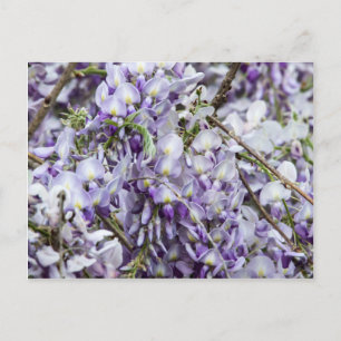 Wisteria Vykort