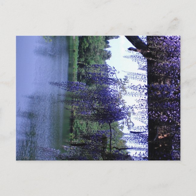 Wisteria Vykort (Framsida)