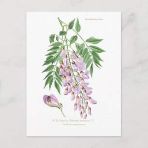 Wisteria Vykort