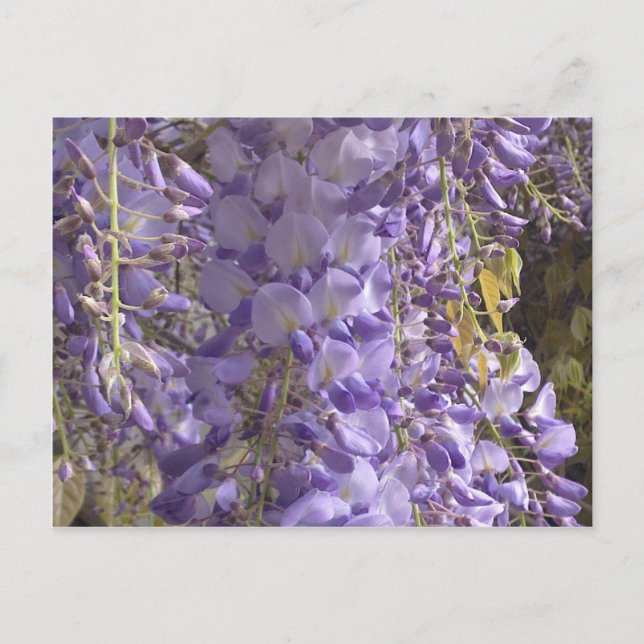 Wisteria-vykort Vykort (Framsida)