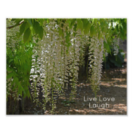 Wisteria White Garden Flowers Live Kärlek Laugh Fototryck