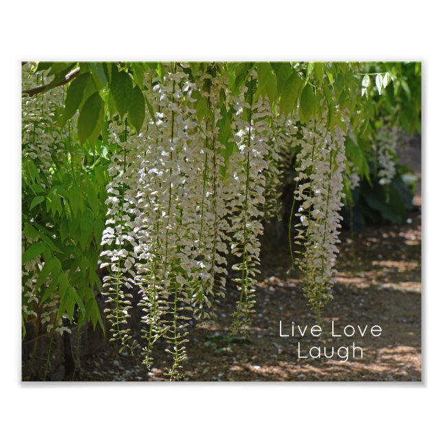 Wisteria White Garden Flowers Live Kärlek Laugh Fototryck (Framsidan)