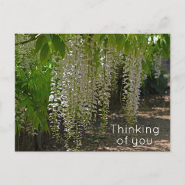 Wisteria White Garden Flowers tänker på dig Vykort