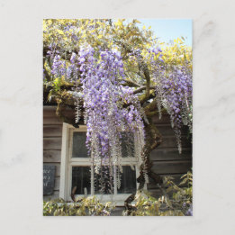 Wisteria Window - Wisteria Flowers Hidcote Vykort