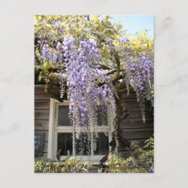 Wisteria Window - Wisteria Flowers Hidcote Vykort