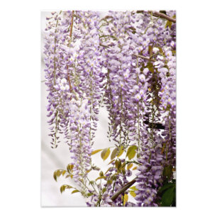 Wisteriablommor 1 fototryck