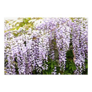 Wisteriablommor Fototryck