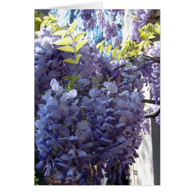 Wisteriaen samla i en klunga OBS kort (Framsidan)