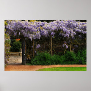 Wisterias vägg poster