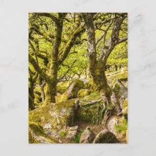 Wistmans Wood Dartmoor Devon England UK Vykort