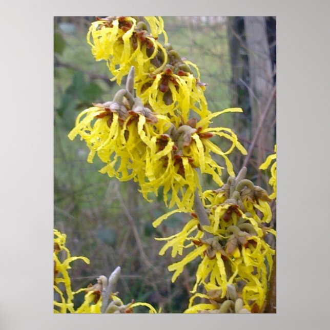 Witch Hazel Blommar Poster (Framsidan)