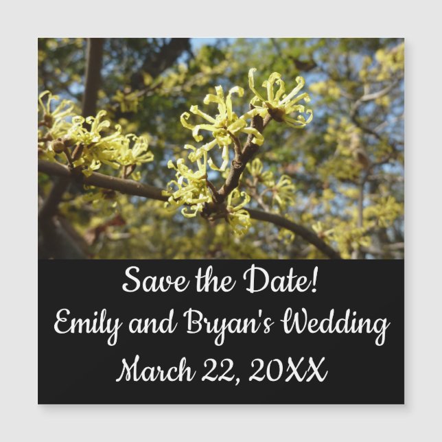 Witch Hazel Flowers (Framsida)