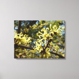 Witch Hazel Flowers Canvastryck