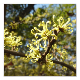 Witch Hazel Flowers Fototryck