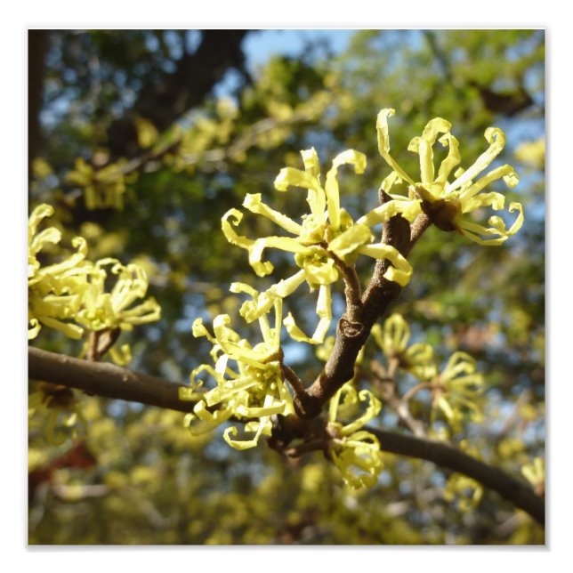 Witch Hazel Flowers Fototryck (Framsidan)