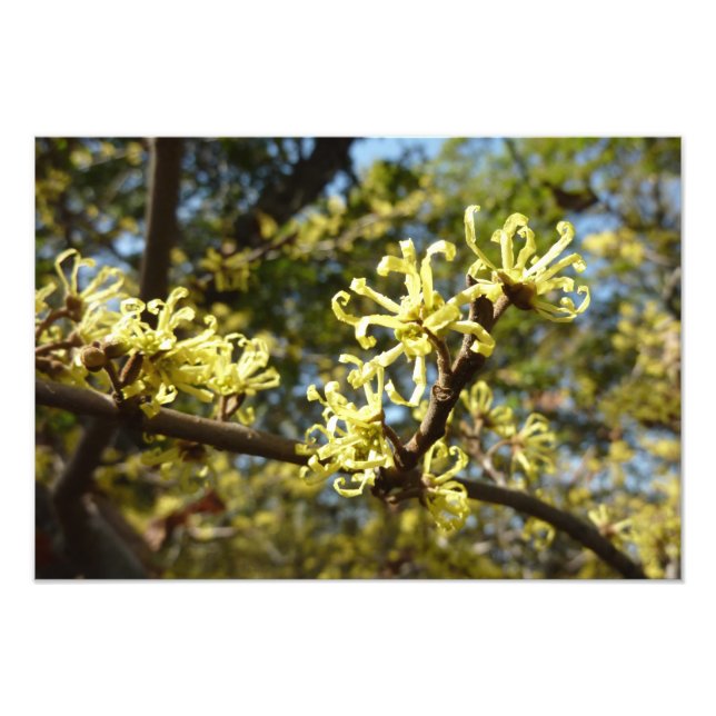 Witch Hazel Flowers Fototryck (Framsidan)