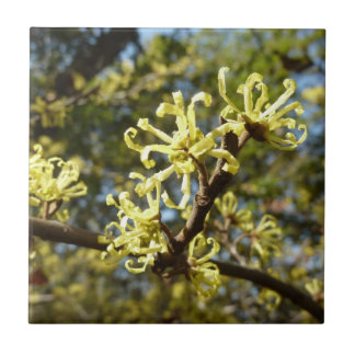 Witch Hazel Flowers Kakelplatta
