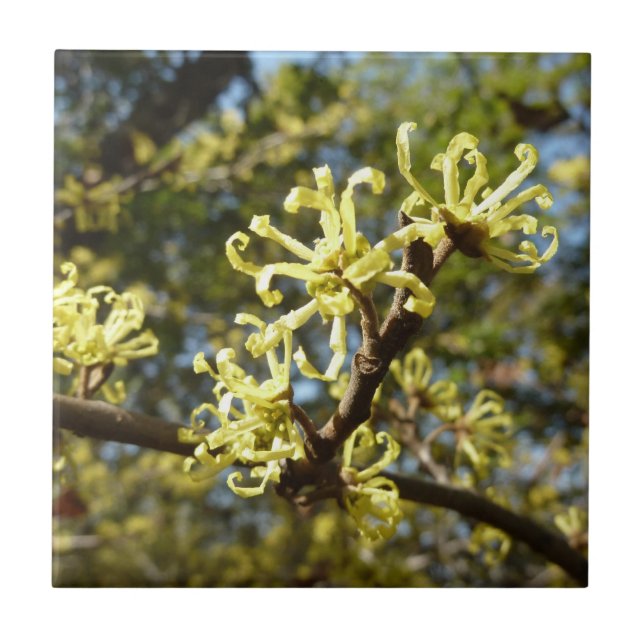 Witch Hazel Flowers Kakelplatta (Framsidan)