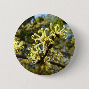 Witch Hazel Flowers Knapp
